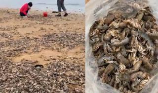 烟台海边再现大量海肠